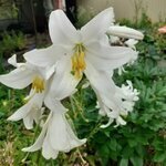 Ульяна Саранчина