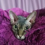 Liubov