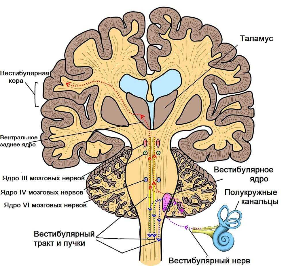 Вестибулярный аппарат мозг. Ядра преддверно улиткового нерва. Вестибулярный нерв. Вестибулярные ядра ствола мозга. Вестибуло слуховой нерв.