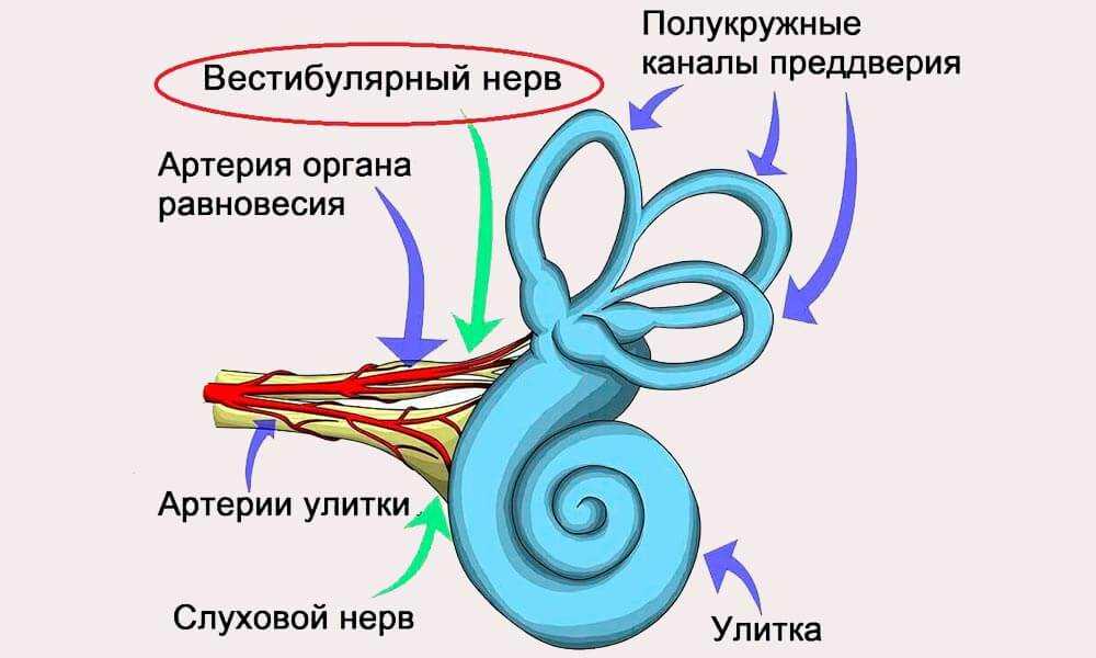 Анатомия внутреннего уха и вестибулярного нерва