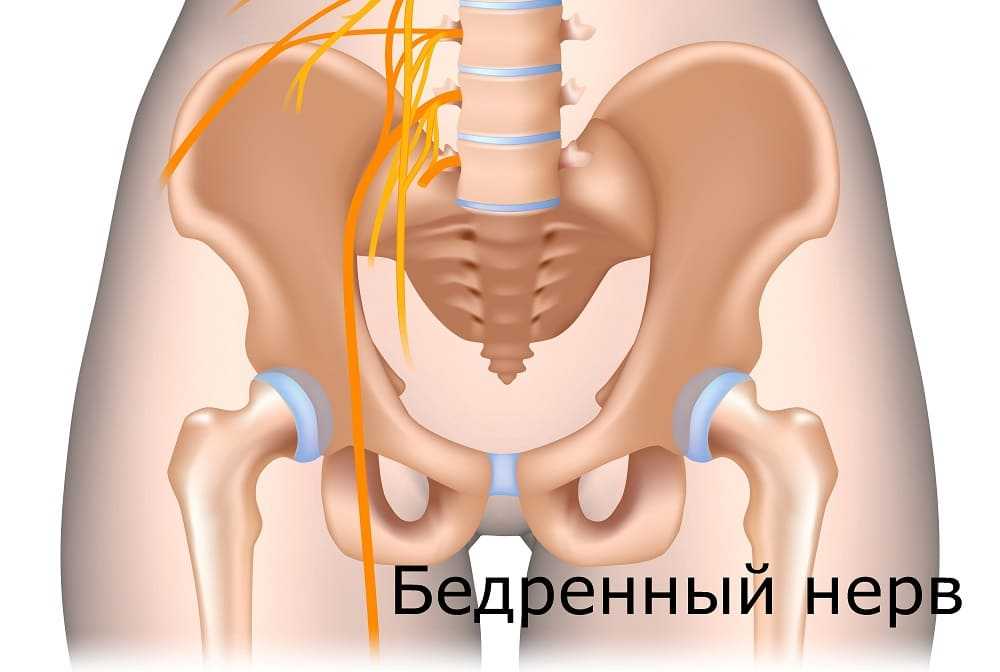 Анатомия бедренного нерва