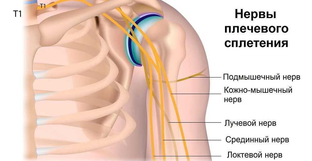 Строение и ход локтевого нерва