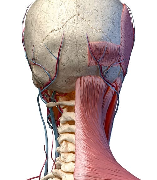 Анатомия шейного отдела позвоночника