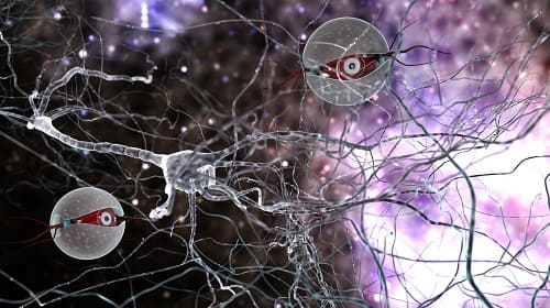 Делящиеся клетки нейронов