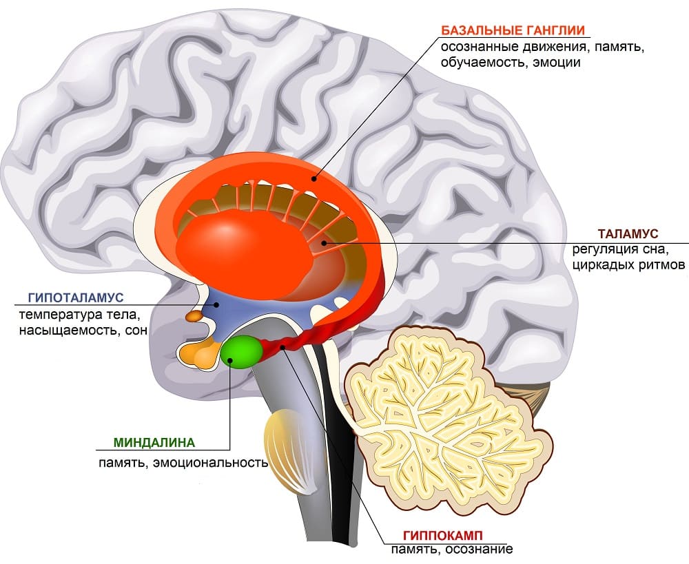 Гиппокамп и подкорковые структуры мозга