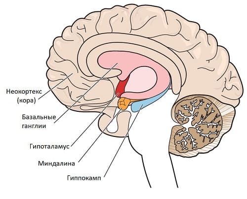 Расположение гиппокампа в мозгу