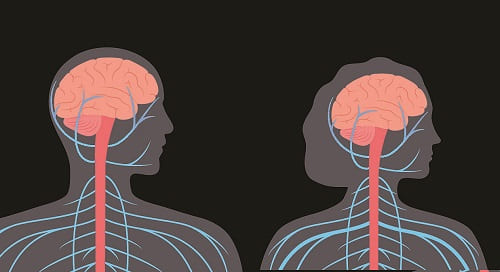 Размеры мозга мужчин и женщин