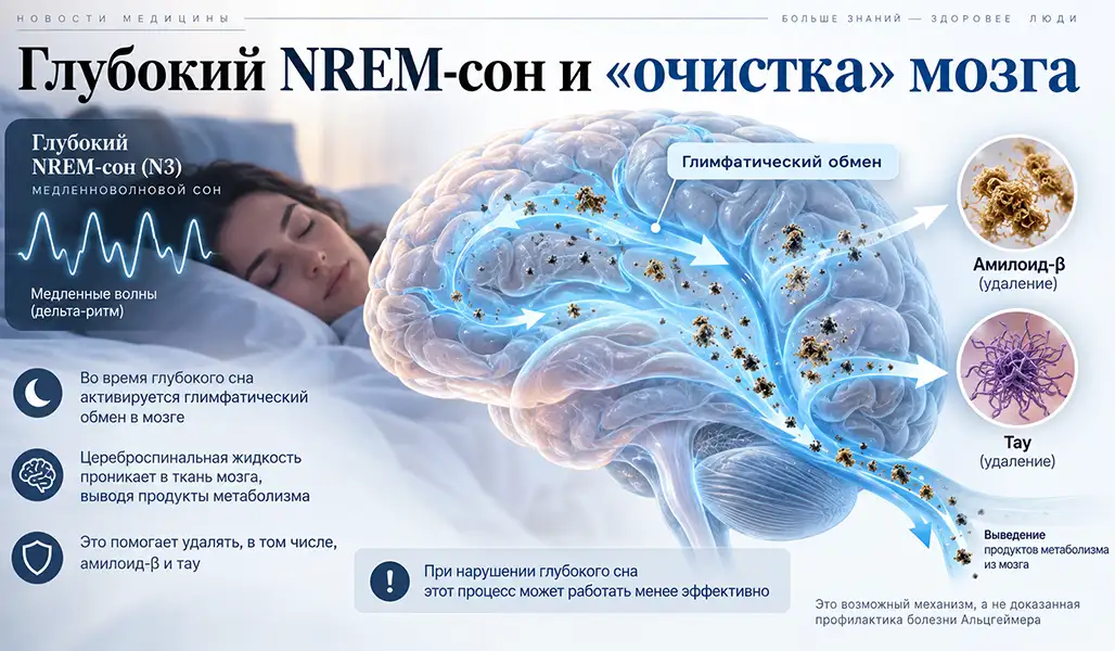 Что происходит в мозге во время глубокого сна и связь сна и стресса с болезнью Альцгеймера